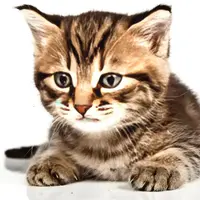 尋找他鄉的貓猫