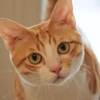 YuPingPing