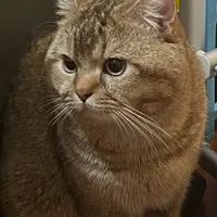 roundman