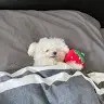 肥倉