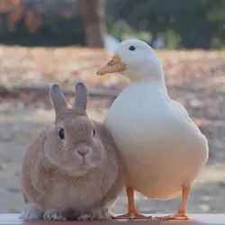 為食燒腩仔