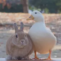 為食燒腩仔