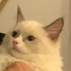 FeliSam