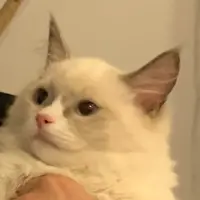 FeliSam
