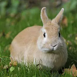 Hunry Rabbit