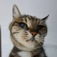 梅小珂