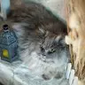 飆飆