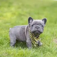 FrenchBullDog23