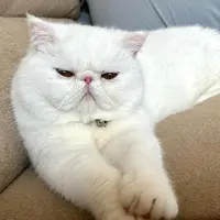 Meds猪