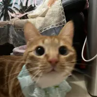 meow_couple