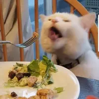 meowmeowfoodie