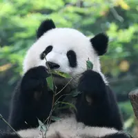 ceciliamfking