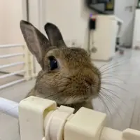 御剑检察官