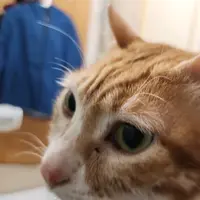 茶記太子