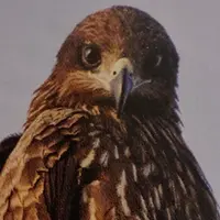 黑鳶