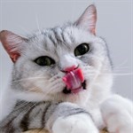 meowdai_foodie