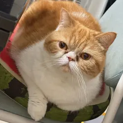 美奇小肥羊