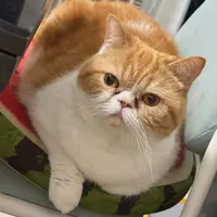 美奇小肥羊