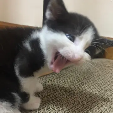 hungry.meowmeow