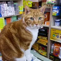 甲級食評咕