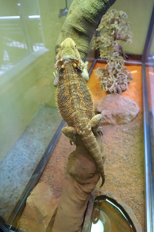 身形闊如龜，圖案獨特的鬆獅蜥