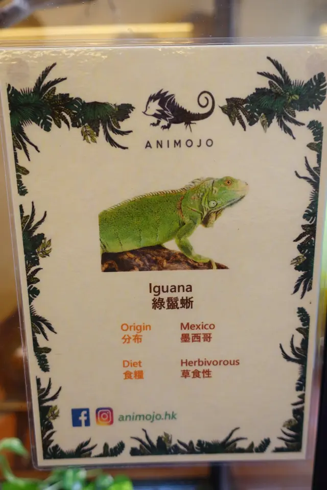 Tropical Rainforest 的綠鬣蜥