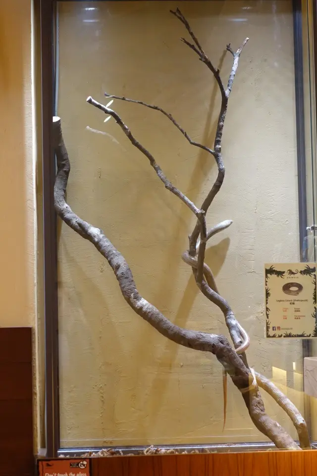 蛇蜥