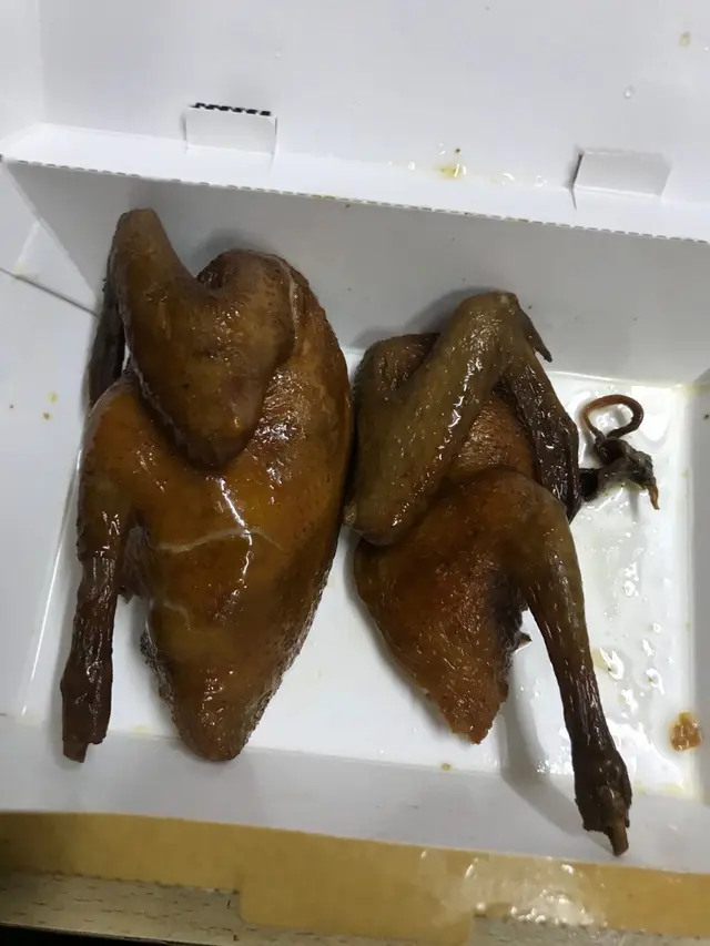 白玉乳鴿