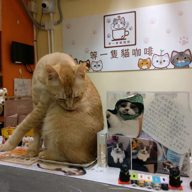 😻好可愛,一入門口已經有隻橘貓喺收銀處