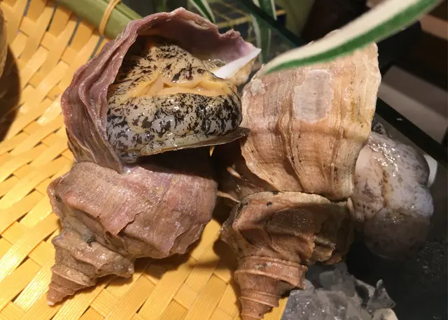 活粒貝(日本響螺)