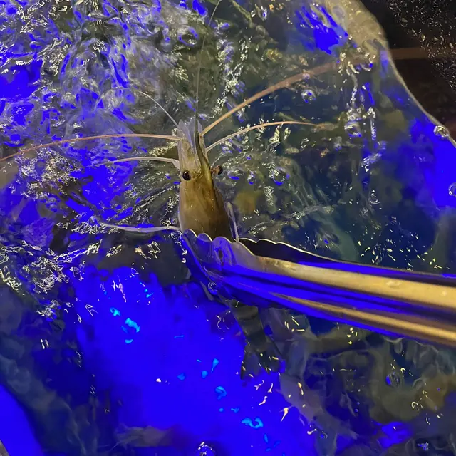 游水大頭蝦🦐