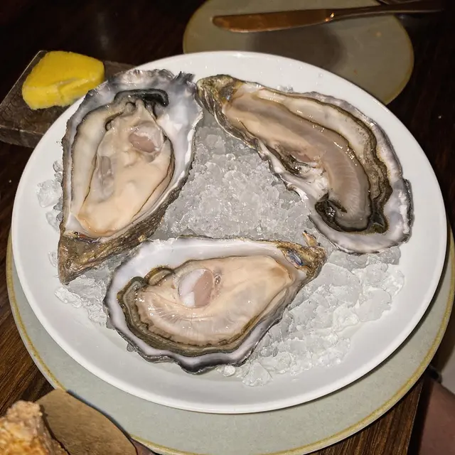 raw oysters