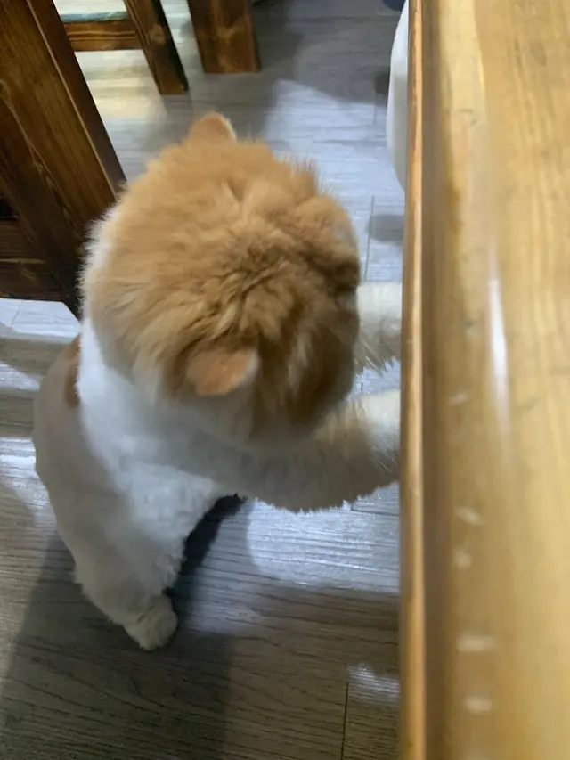 掛住同貓玩, 影相不多