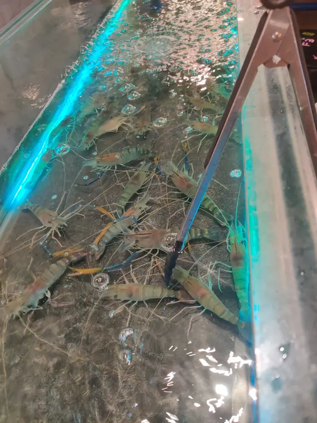 流水蝦