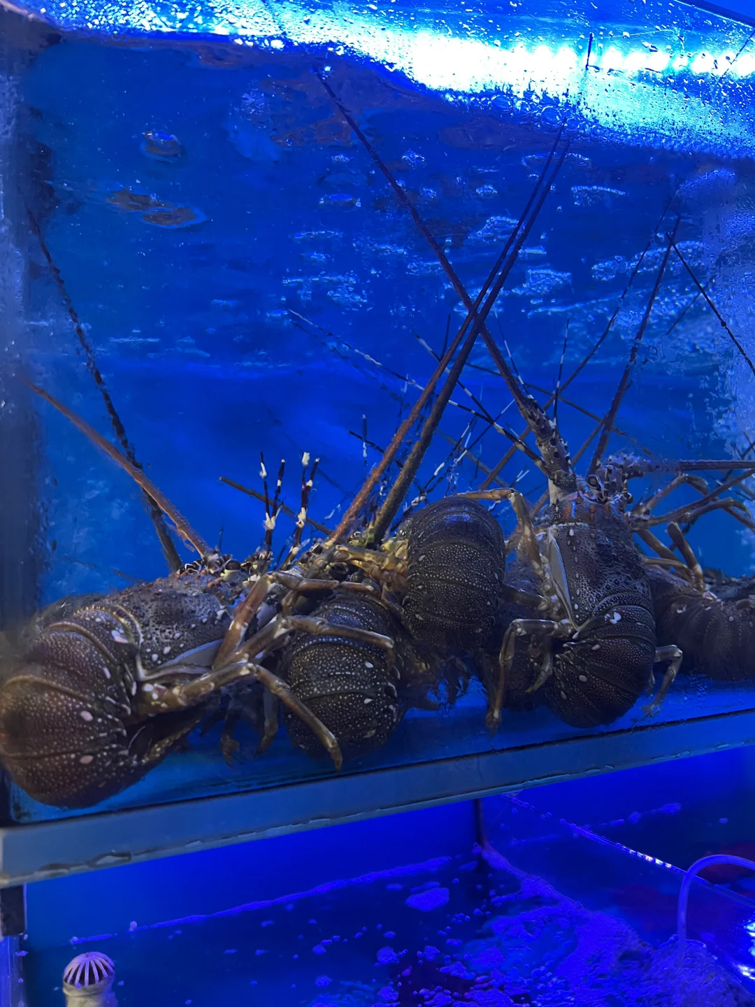 Crab Fairy (Universal Mansion) in Tsim Sha Tsui Hong Kong | OpenRice ...