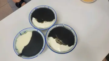 豆腐花拼芝麻糊