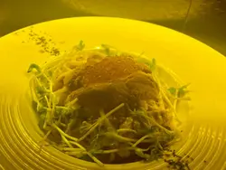 三文鱼子海胆忌廉蘑菇意粉