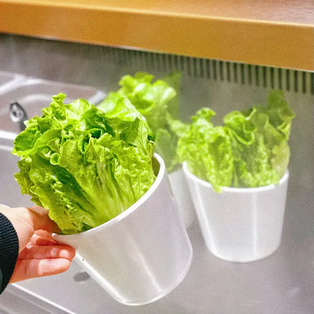 自助區有生菜俾大家夾肉肉食,用生菜包住肉肉,咁樣就更加清新解膩啦!