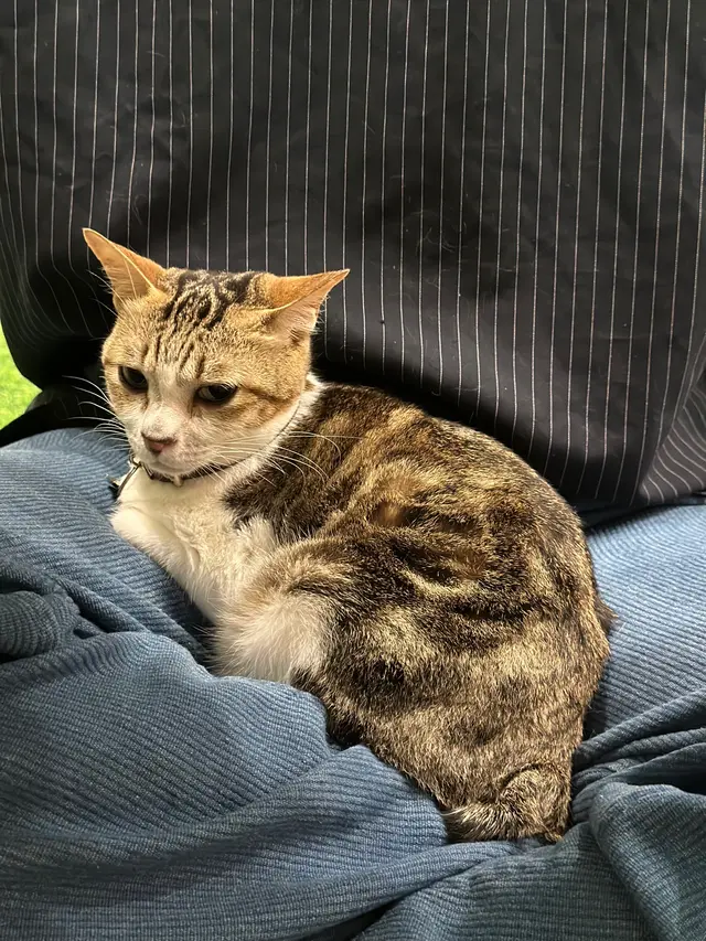 #貓啡 #hongkong #貓cafe #領養貓咪 #流浪貓 #Cafe #香港美食 #旺角 #旺角美食