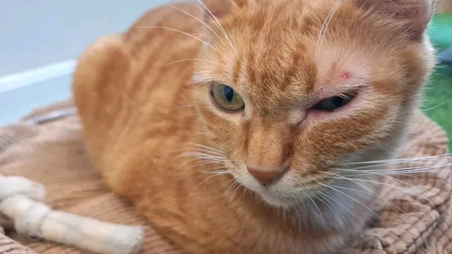 佢隻眼紅哂,唔知有無睇醫生🤕