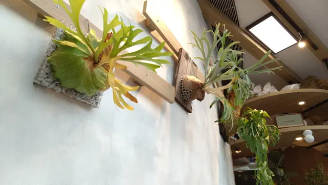 店內加了綠色植物，增添生氣