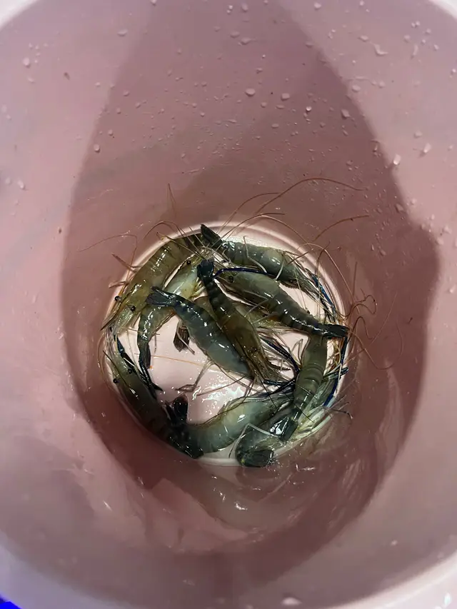 鹽焗大頭蝦
