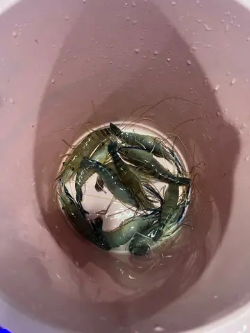 盐焗大头虾
