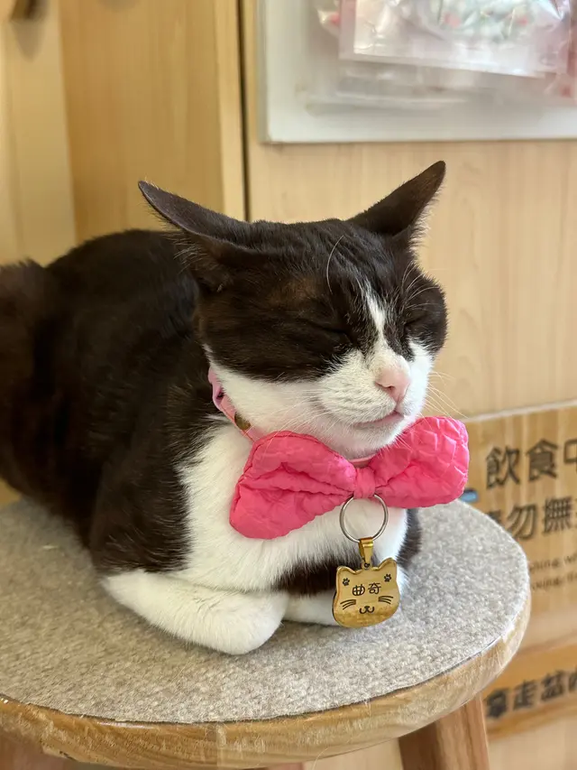 #FoodieLife #香港美食 #貓cafe#尖沙咀cafe