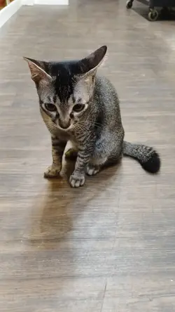 餐厅猫