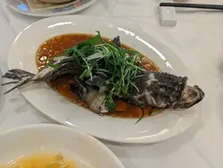 清蒸沙巴大虎斑  1条  (大)