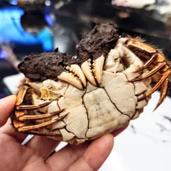 大闸蟹公